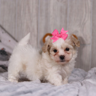 Blue - Available 2/26