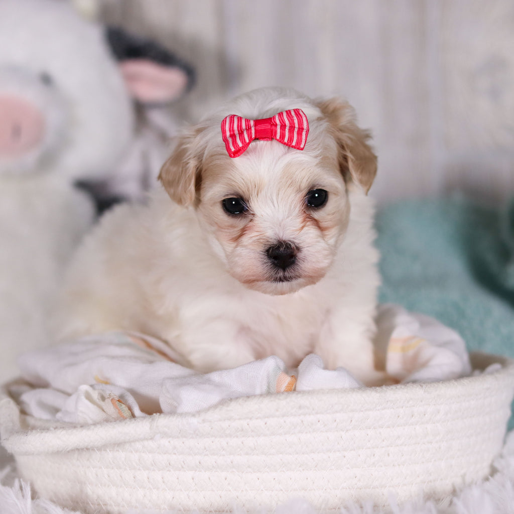 Blue - Available 2/26