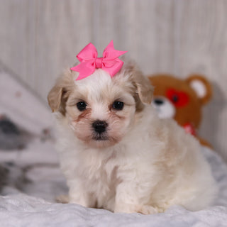 Blue - Available 2/26