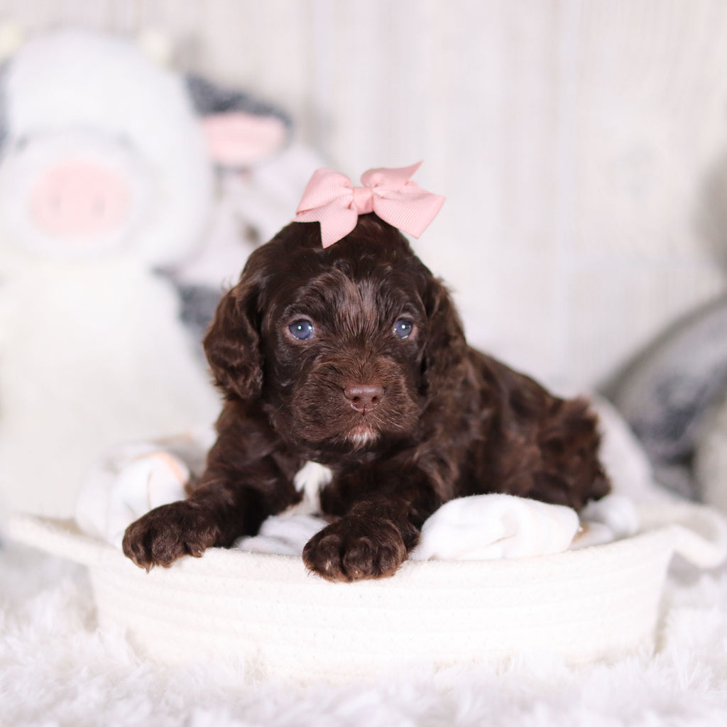 Camden - Available 3/5