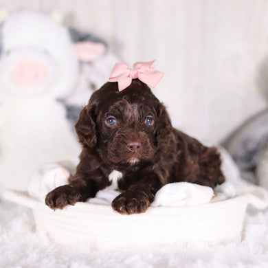 Camden - Available 3/5