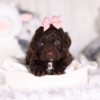 Camden - Available 3/5