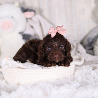 Camden - Available 3/5