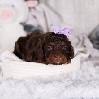 Clementine - Available 3/5