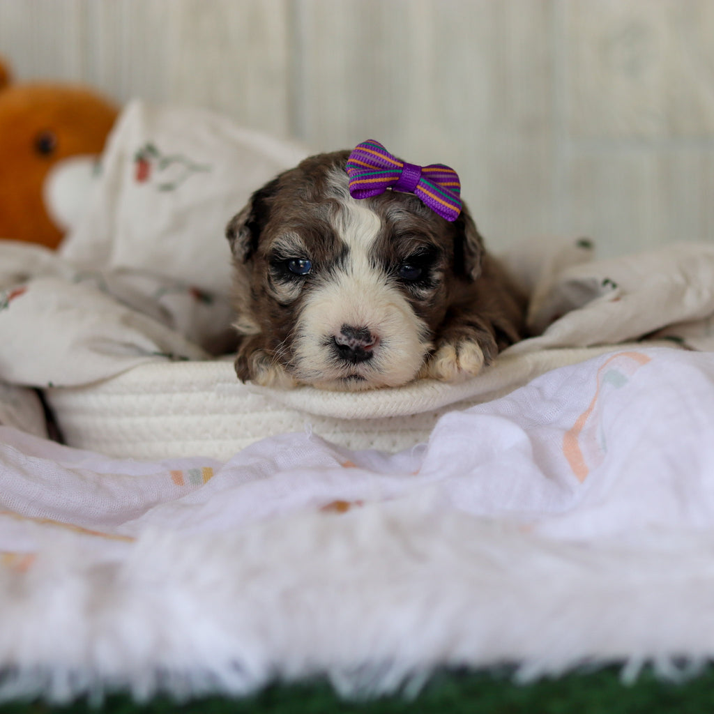 Buttercup - Available 6/4