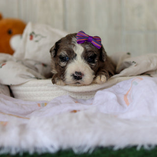 Buttercup - Available 6/4