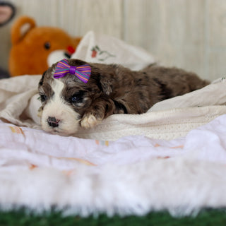 Buttercup - Available 6/4
