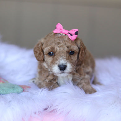Trudy - Available 5/28