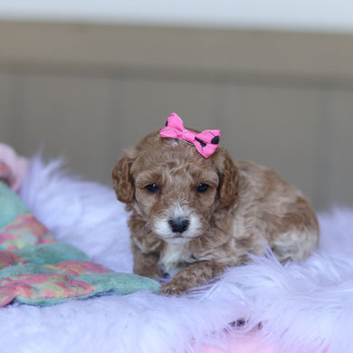 Trudy - Available 5/28