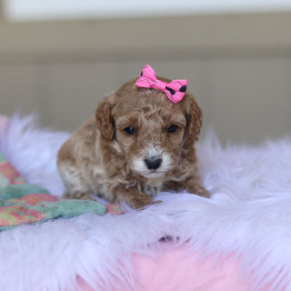 Trudy - Available 5/28