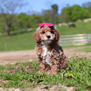 Trudy - Available Now