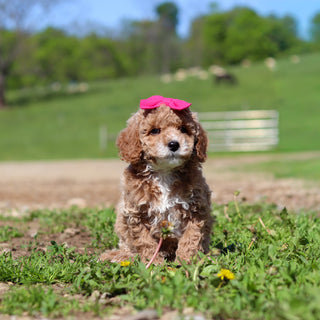 Trudy - Available Now