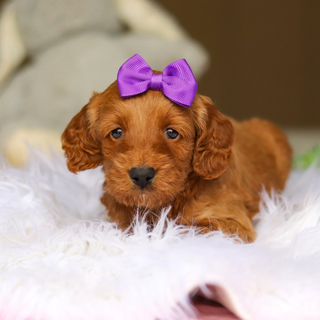 Nancy - Available 6/4