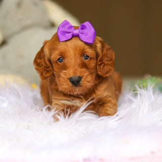 Nancy - Available 6/4