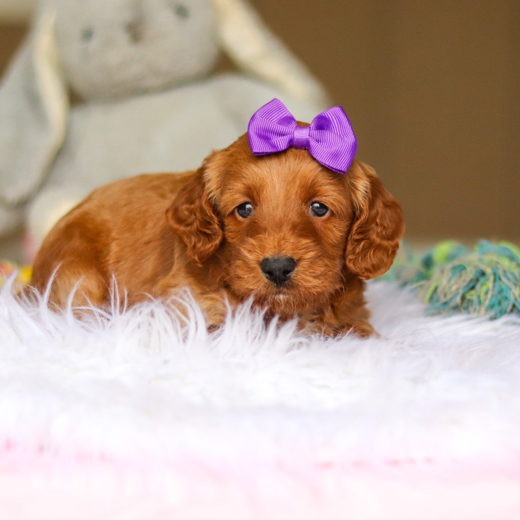 Nancy - Available 6/4