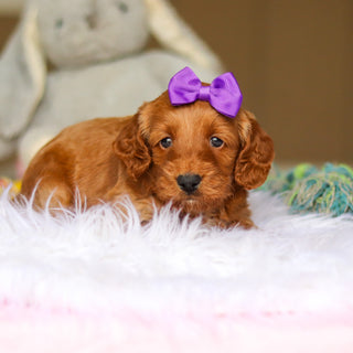 Nancy - Available 6/4