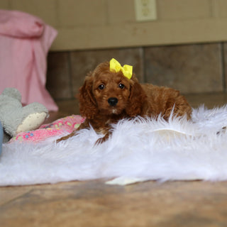 Nancy - Available 6/4