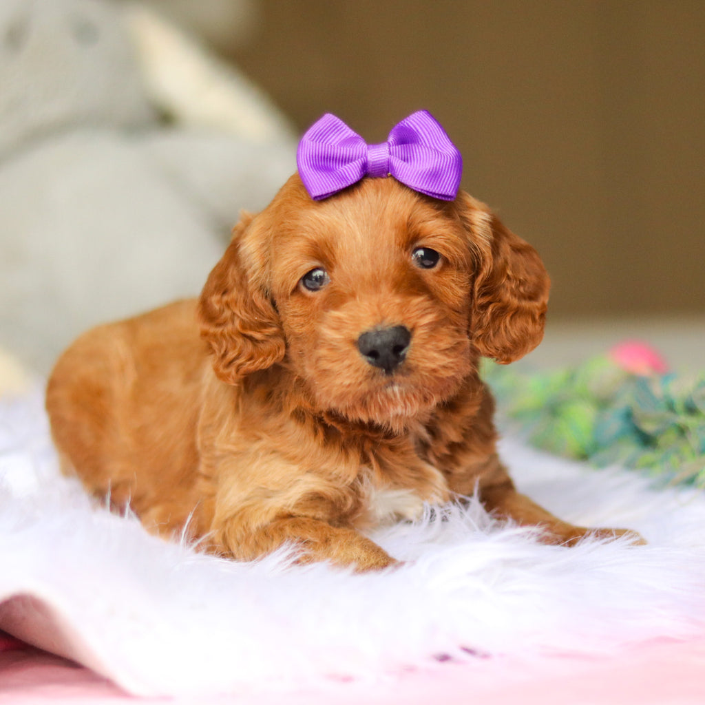 Nancy - Available 6/4