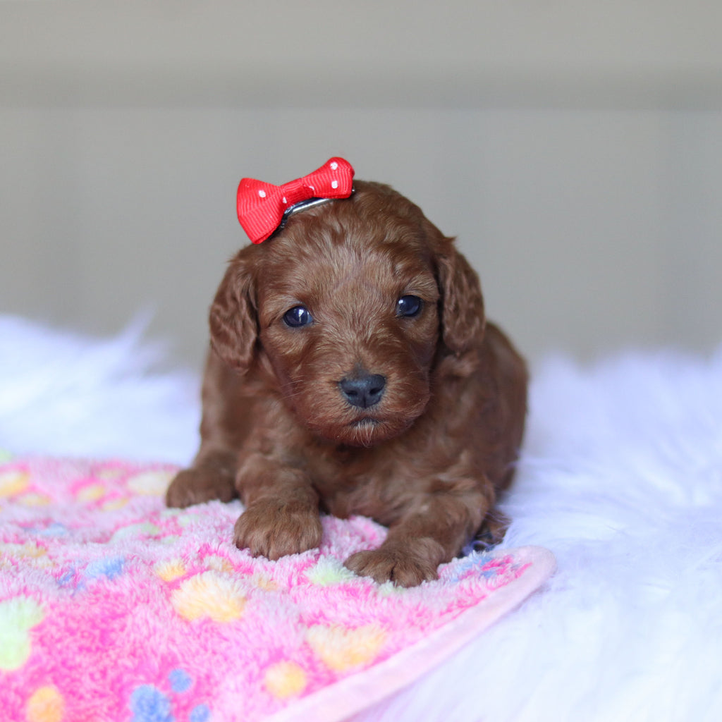 Taffy - Available 5/28