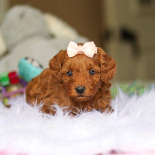 Nicky - Available 6/5