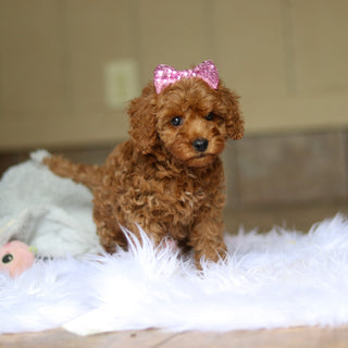 Nicky - Available 6/5