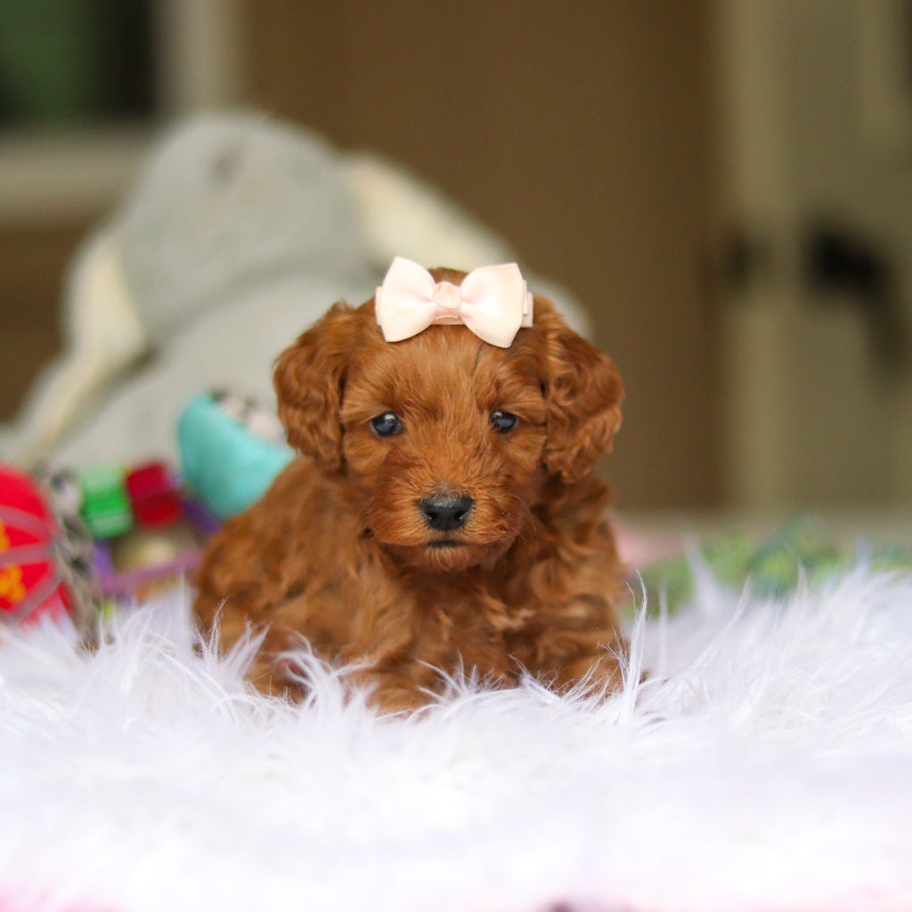 Nicky - Available 6/5