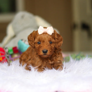 Nicky - Available 6/5