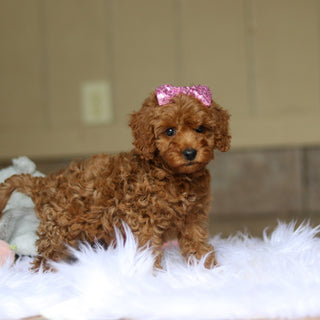 Nicky - Available 6/5