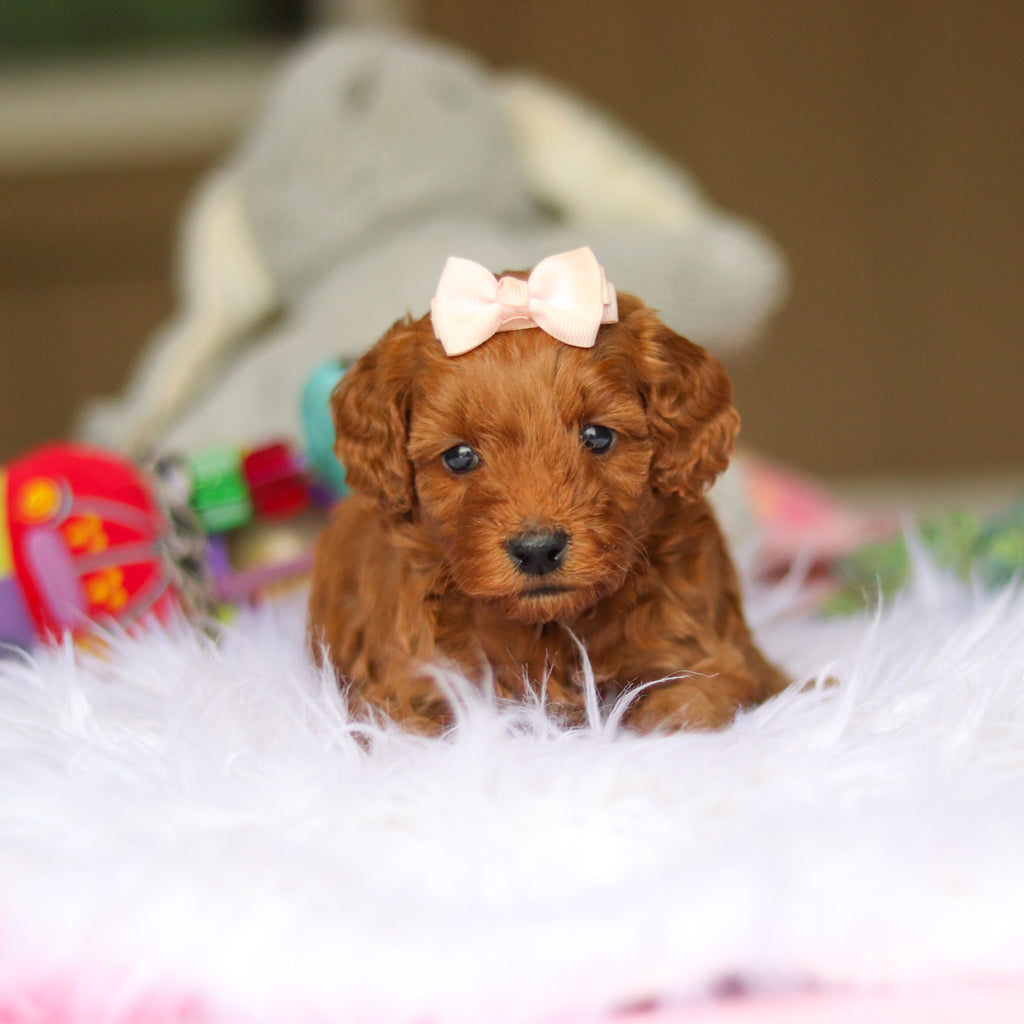 Nicky - Available 6/5