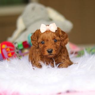 Nicky - Available 6/5