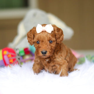 Nicky - Available 6/5