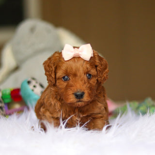 Nicky - Available 6/5