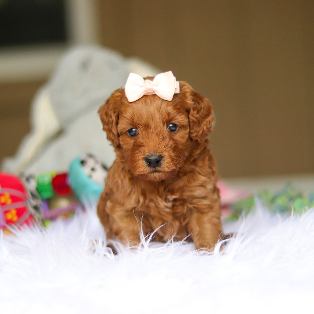 Nicky - Available 6/5