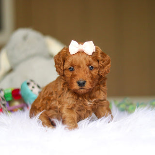 Nicky - Available 6/5