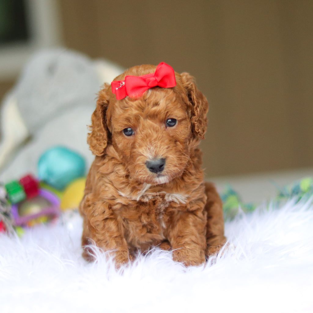 Nora - Available 6/5