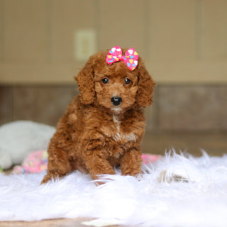 Nora - Available 6/5