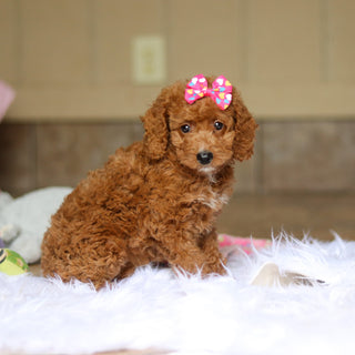 Nora - Available 6/5
