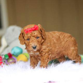 Nora - Available 6/5