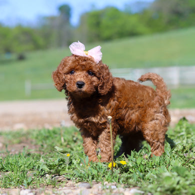 Tula - Available 5/28
