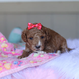 Tilda - Available 5/28