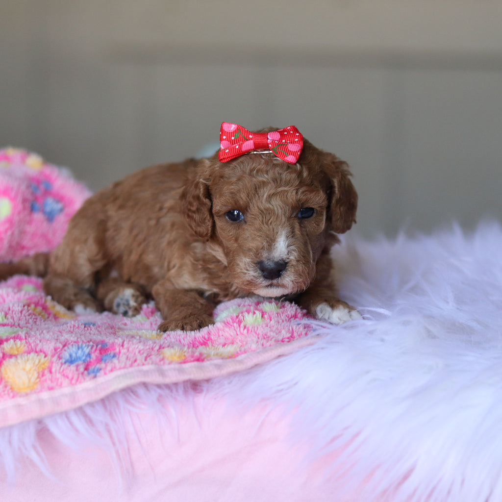 Tilda - Available 5/28