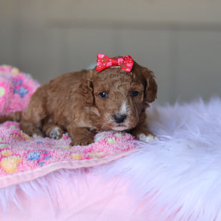 Tilda - Available 5/28
