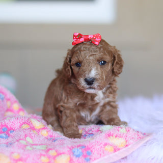 Tilda - Available 5/28