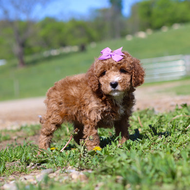 Tilda - Available 5/28