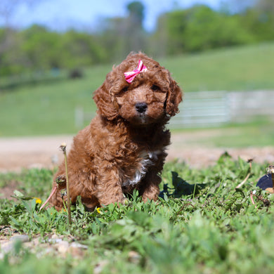 Tansy - Available 5/28