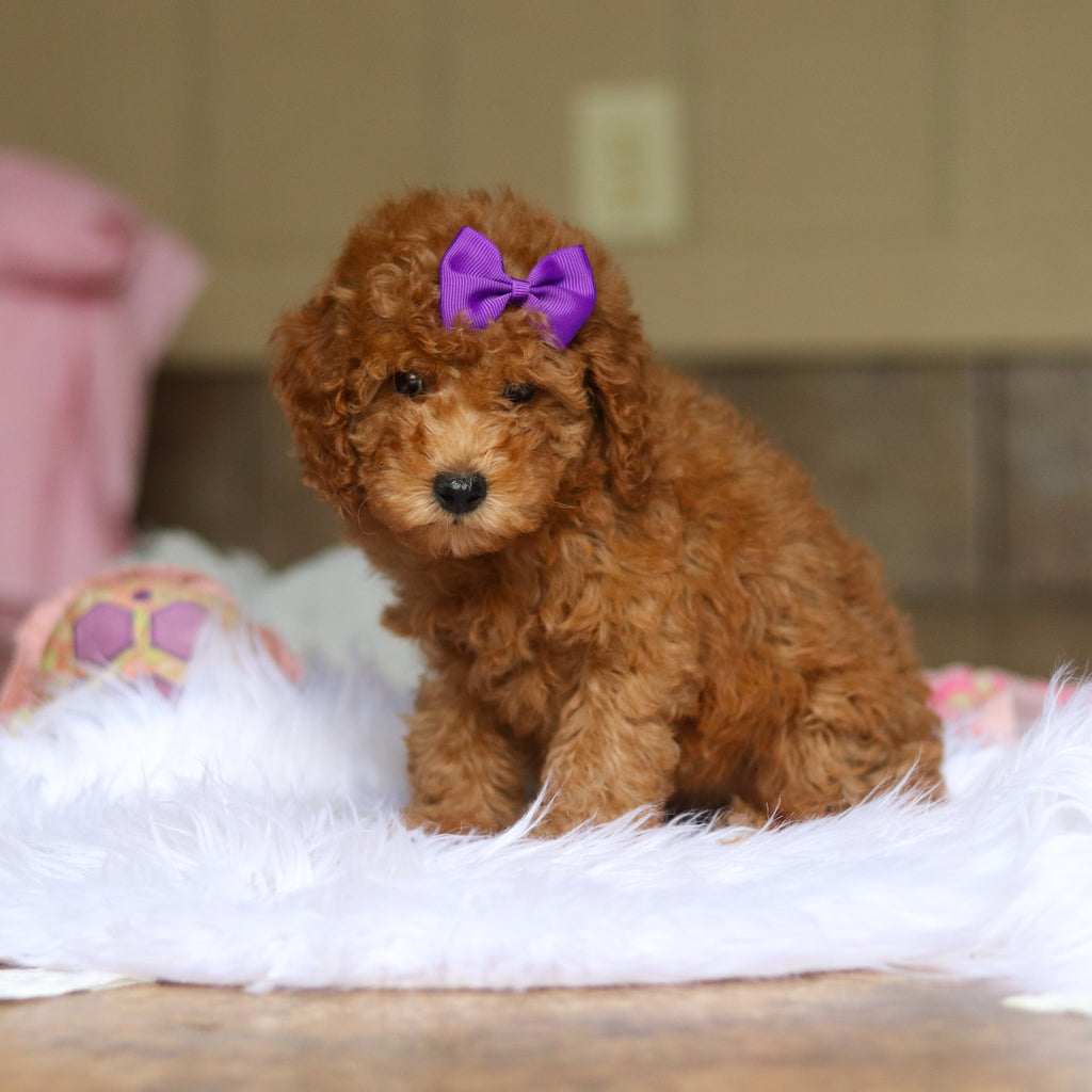 Nellie - Available 6/5