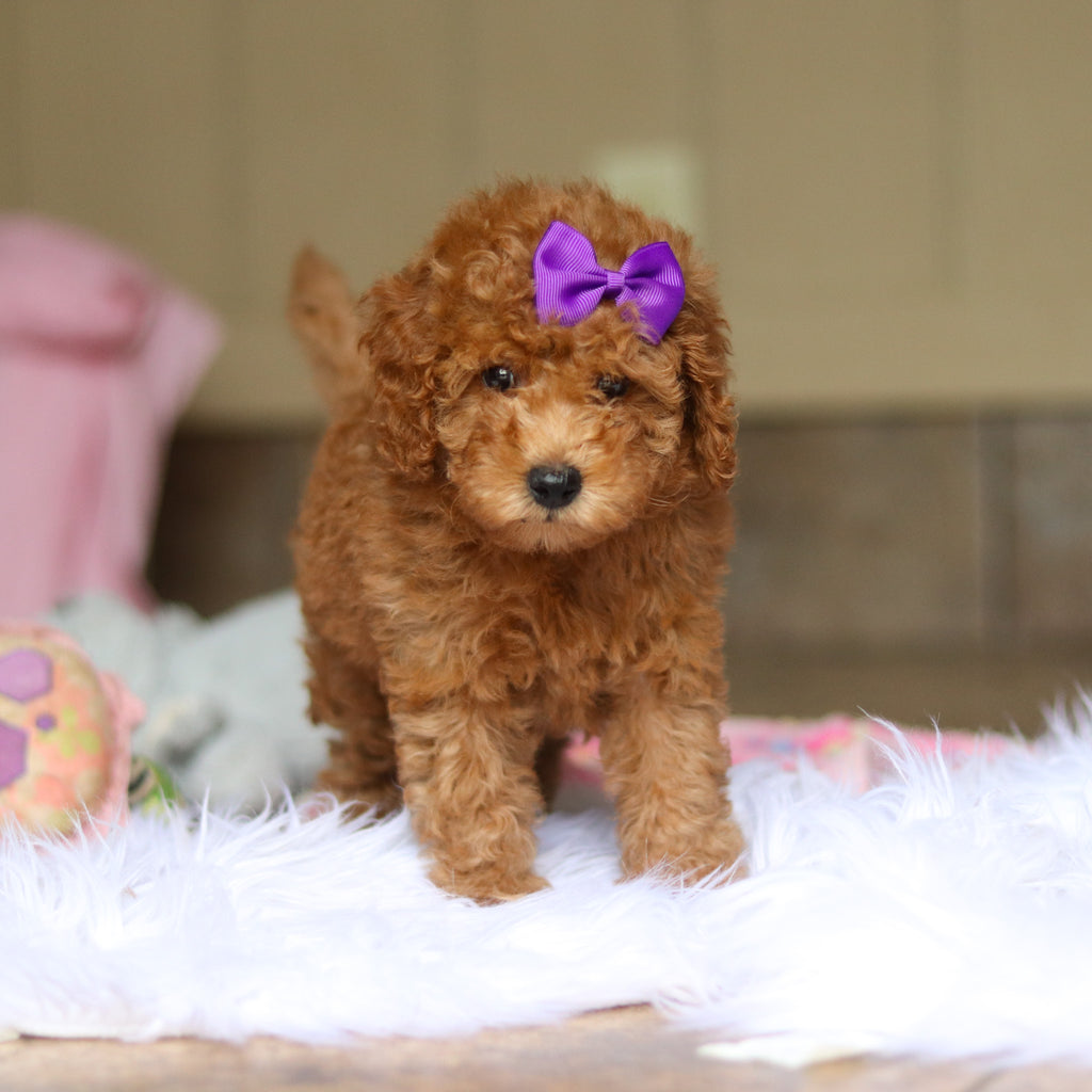 Nellie - Available 6/5