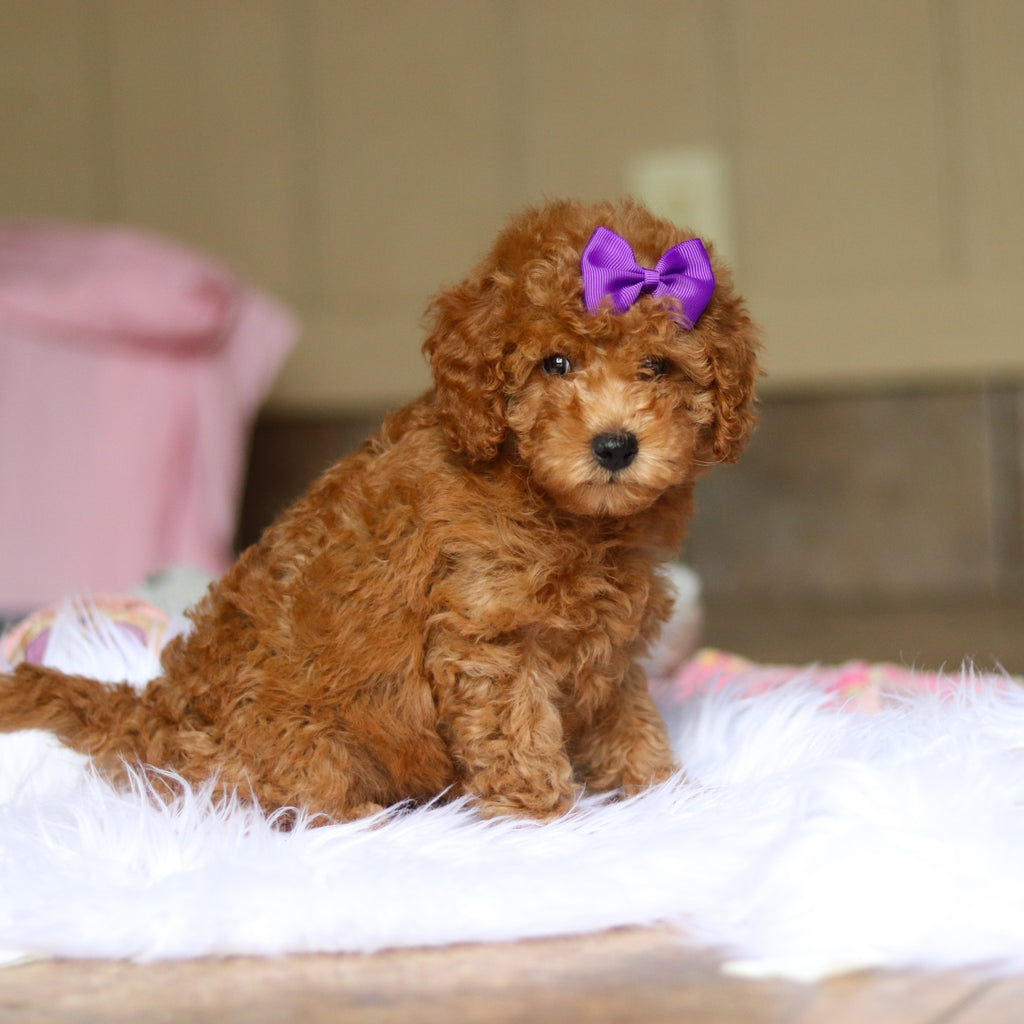 Nellie - Available 6/5