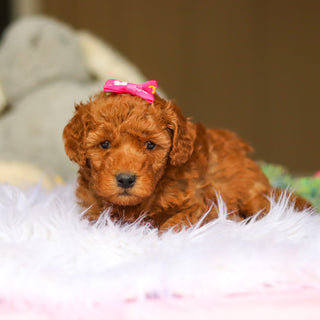 Nellie - Available 6/5