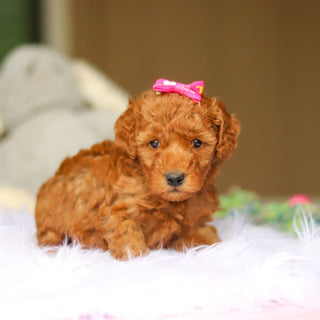 Nellie - Available 6/5